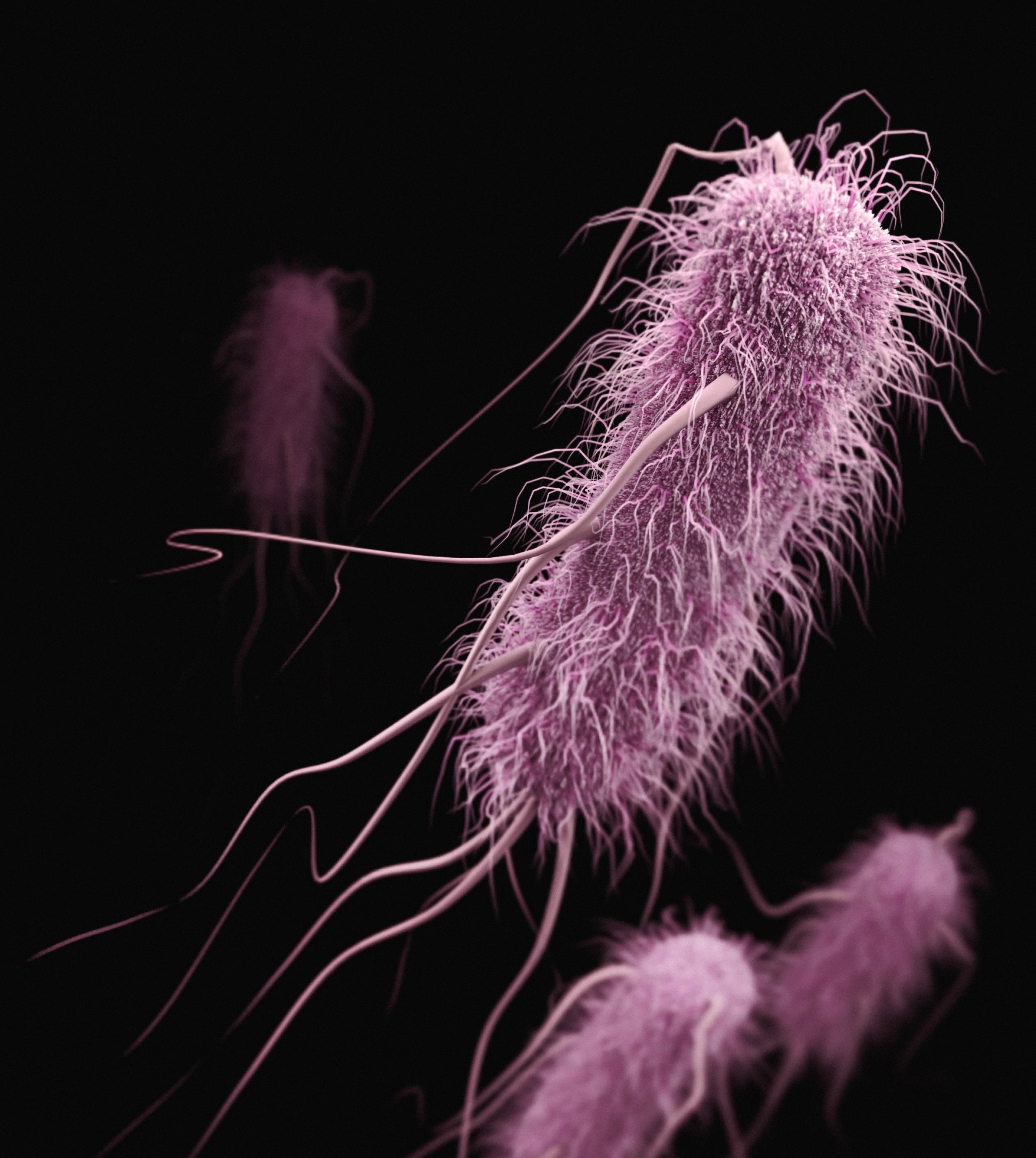 Kontaminasi Air Minum Oleh Bakteri Escherichia coli